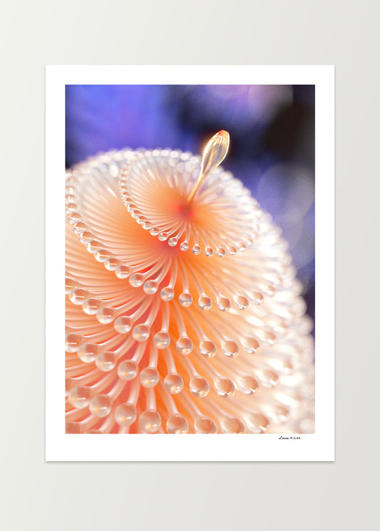 Banksia